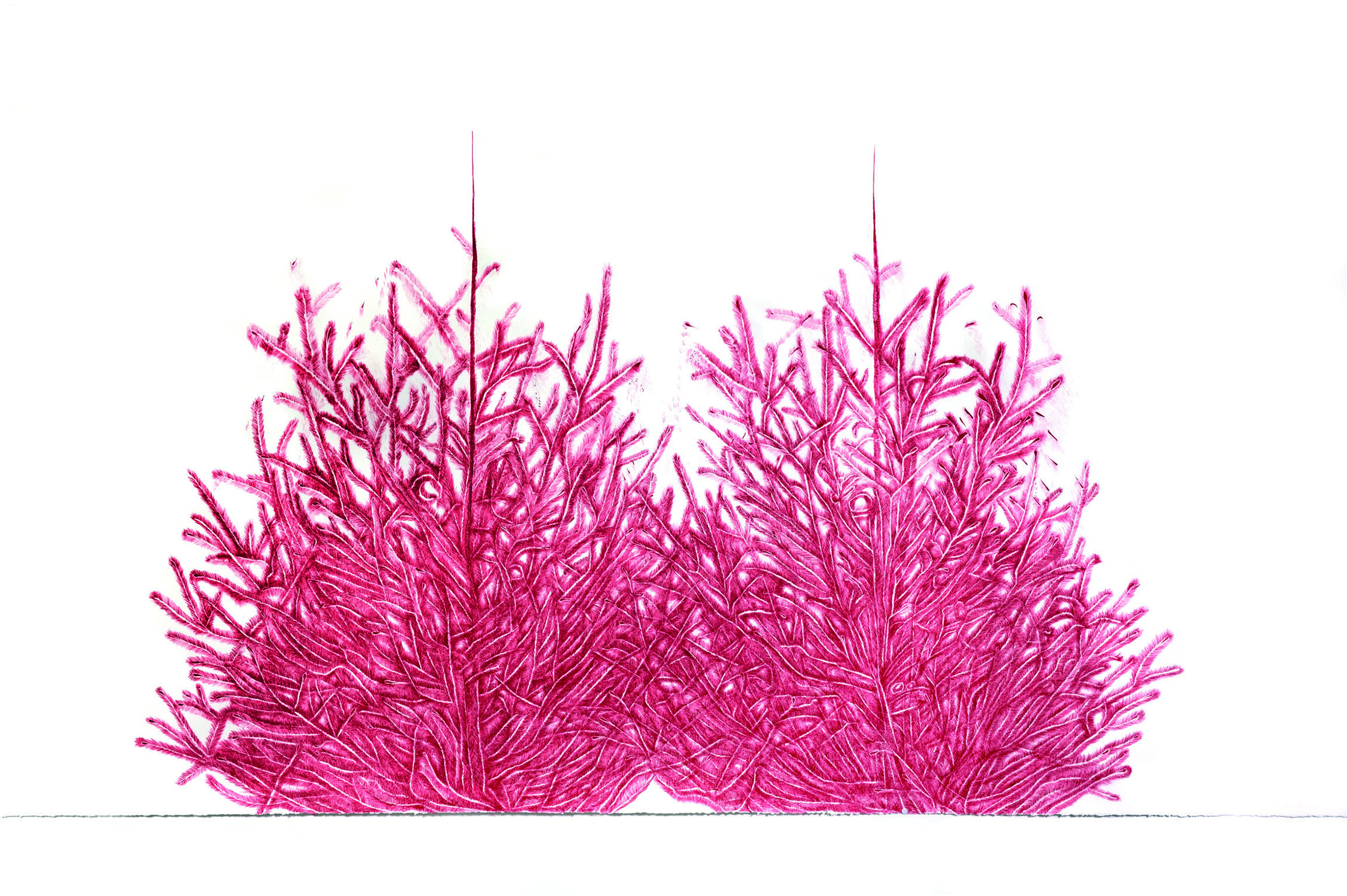 Rottannen, Filzstift auf Papier, 2012, 220 × 114 cm