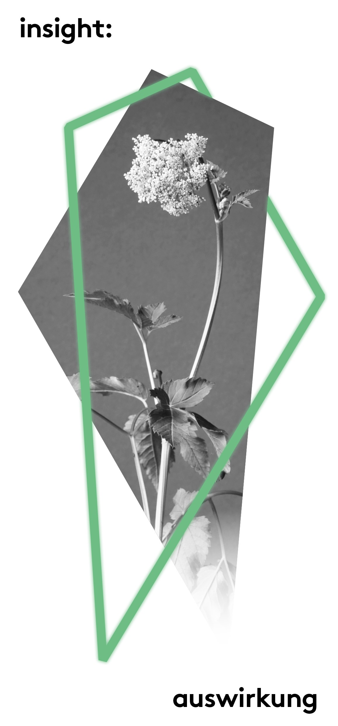 Ausstellungsflyer. Schwarz-weiß Fotografie zeigt eine Blume.